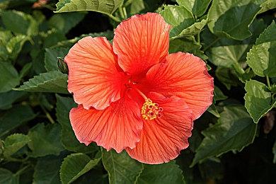 《地平线：零之曙光》WeGame版预告 5月31日上线